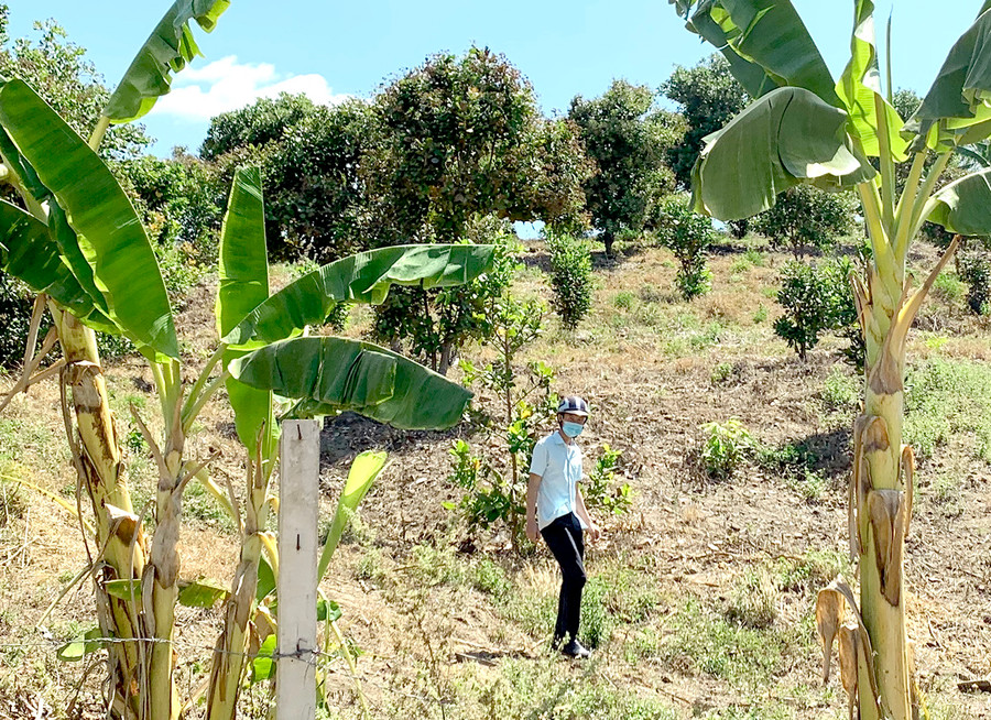 Có nhiều hộ sẽ bị thu hồi hoàn toàn diện tích đất đang canh tác. Ảnh: Hà Duy