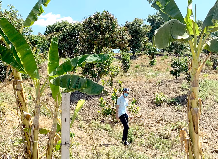 Có nhiều hộ sẽ bị thu hồi hoàn toàn diện tích đất đang canh tác. Ảnh: Hà Duy