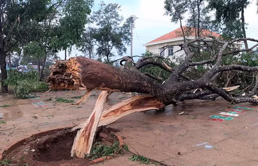 Nhiều cây xanh và cây trồng bị gió quật ngã, thiệt hại nặng.