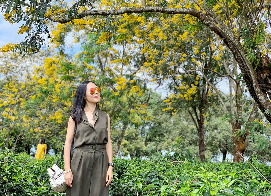 Những cây hoa asia đồng loạt khoe sắc vào tháng 10, 11 hàng năm tạo cho vùng trồng chè cảnh sắc rực rỡ, thu hút khách du lịch. Ảnh: Hoàng Ngọc