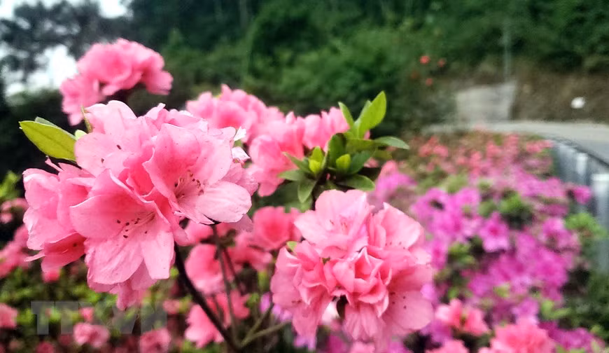 Hoa đỗ quyên hồng được trồng phổ biến ở Tam Đảo. (Ảnh: Hoàng Hùng/TTXVN)