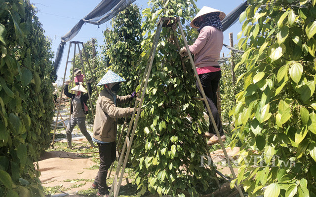 Nông dân Gia Lai thu hoạch hồ tiêu, hiện giá tiêu tại đây đã tăng lên khoảng 71.000 đồng/kg đầu giá. Ảnh Trần Hiền Nông dân Gia Lai thu hoạch hồ tiêu, hiện giá tiêu tại đây đã tăng lên khoảng 71.000 đồng/kg đầu giá. Ảnh Trần Hiền
