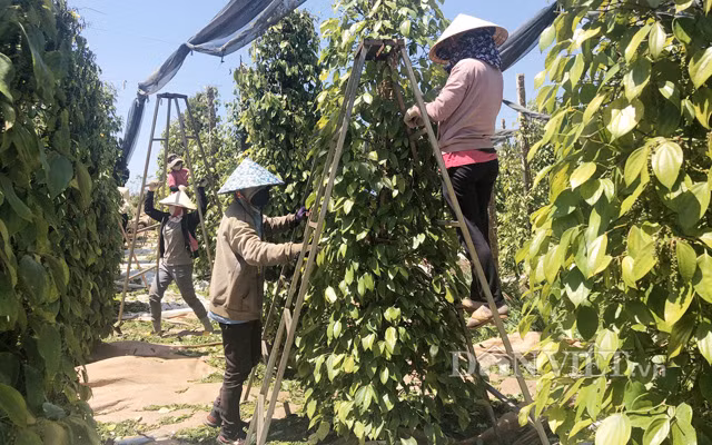 Nông dân Gia Lai thu hoạch hồ tiêu, hiện giá tiêu tại đây đã tăng lên khoảng 71.000 đồng/kg đầu giá. Ảnh Trần Hiền