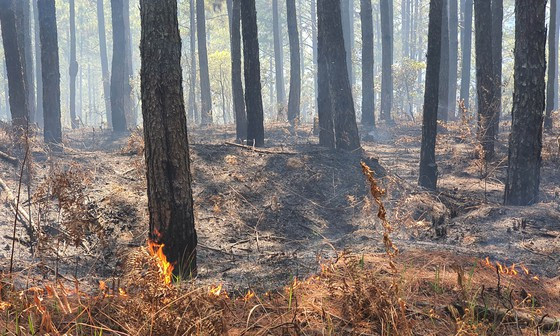 Tỉnh Lâm Đồng chỉ đạo các đơn vị liên quan có biện pháp xử lý khắc phục hiện trường cháy rừng dọc hai bên các tuyến đường dẫn vào TP Đà Lạt, Bảo Lộc. Ảnh: ĐOÀN KIÊN