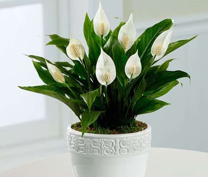 Cây lan ý. Ảnh: GG