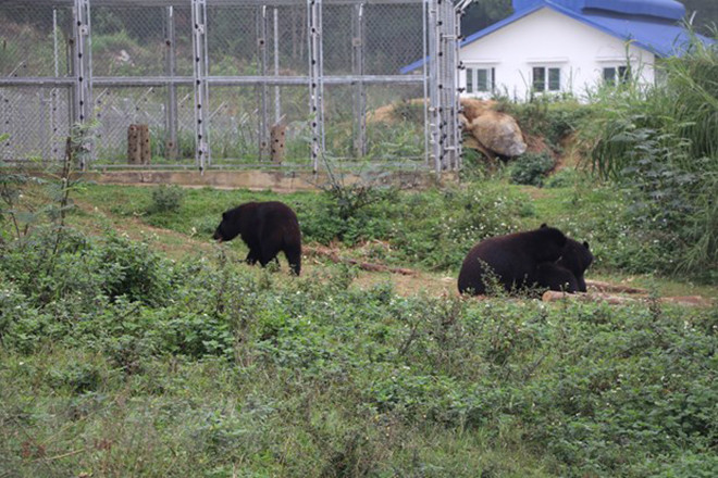 Các cá thể gấu sau khi được cứu hộ được sống ở môi trường bán hoang dã. Ảnh: TTXVN Các cá thể gấu sau khi được cứu hộ được sống ở môi trường bán hoang dã. Ảnh: TTXVN