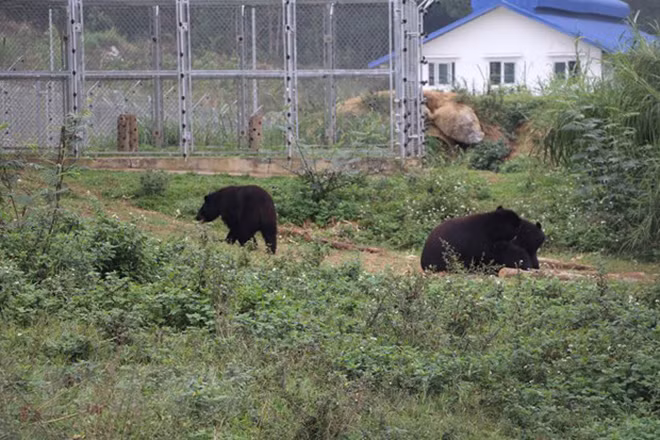 Các cá thể gấu sau khi được cứu hộ được sống ở môi trường bán hoang dã. Ảnh: TTXVN