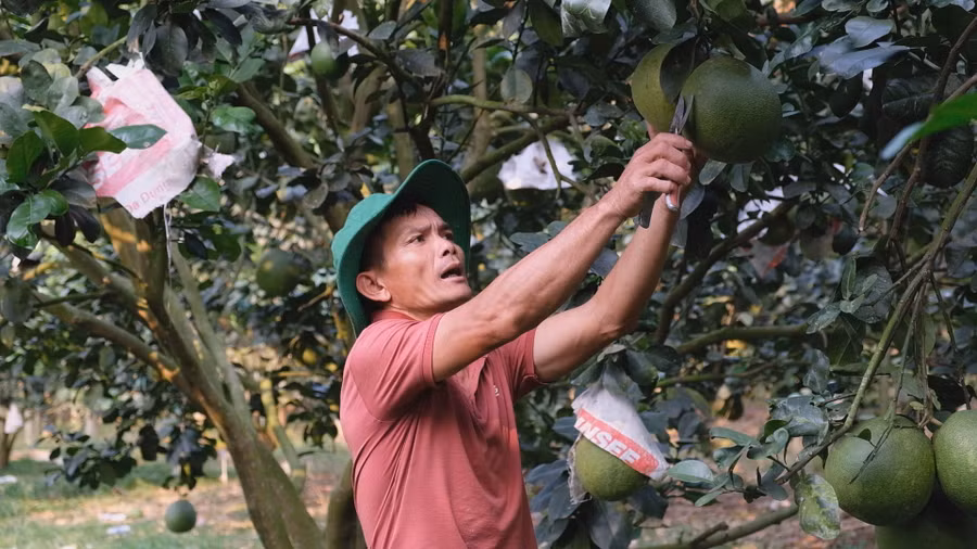  Anh Hưng bên những chùm bưởi da xanh hữu cơ trong vườn của gia đình mình.