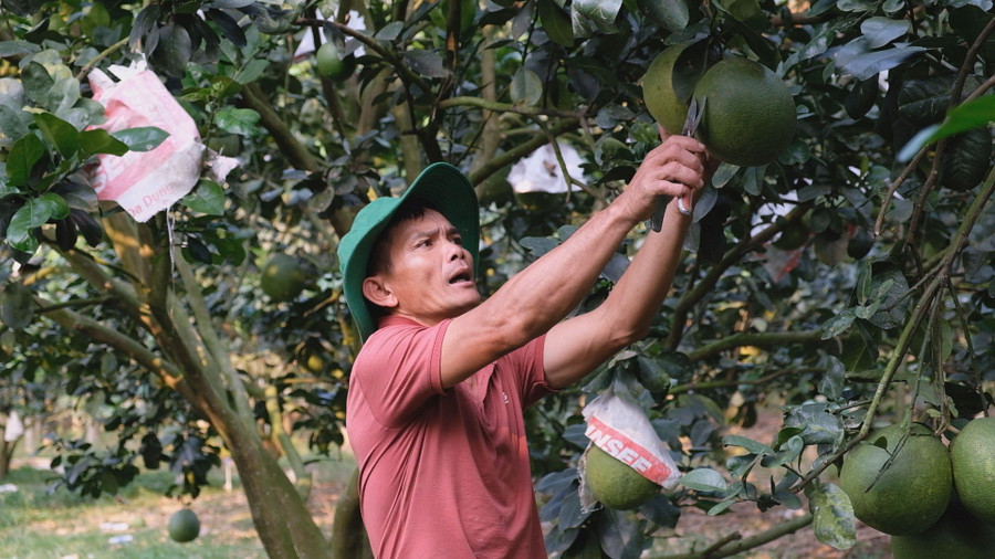 Anh Hưng bên những chùm bưởi da xanh hữu cơ trong vườn của gia đình mình. Anh Hưng bên những chùm bưởi da xanh hữu cơ trong vườn của gia đình mình.