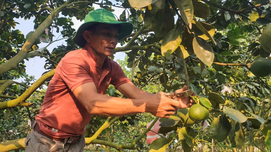  Cách đây 2 năm, anh Hưng (xã Đạ Lây, huyện Đạ Tẻh (tỉnh Lâm Đồng) bắt đầu chuyển cách chăm sóc vườn bưởi da xanh của mình theo hướng hữu cơ.