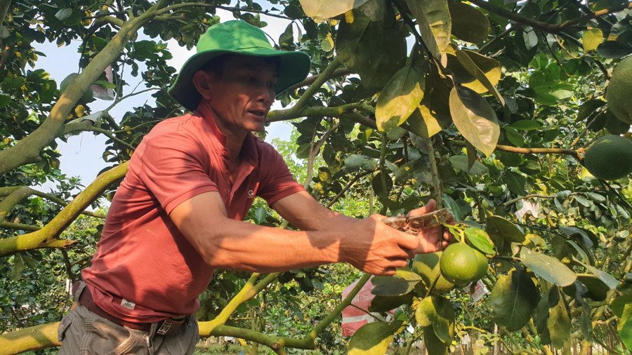 Cách đây 2 năm, anh Hưng (xã Đạ Lây, huyện Đạ Tẻh (tỉnh Lâm Đồng) bắt đầu chuyển cách chăm sóc vườn bưởi da xanh của mình theo hướng hữu cơ. Cách đây 2 năm, anh Hưng (xã Đạ Lây, huyện Đạ Tẻh (tỉnh Lâm Đồng) bắt đầu chuyển cách chăm sóc vườn bưởi da xanh của mình theo hướng hữu cơ.
