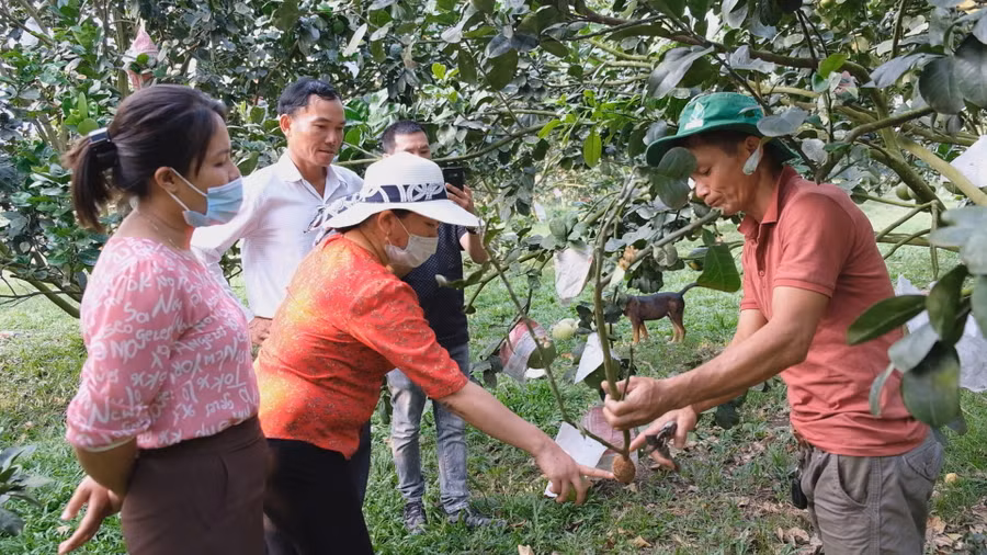 Khu vườn trồng bưởi da xanh của anh Hưng thường xuyên có các nông dân, đoàn tham quan đến đây tìm hiểu, học hỏi kỹ thuật.