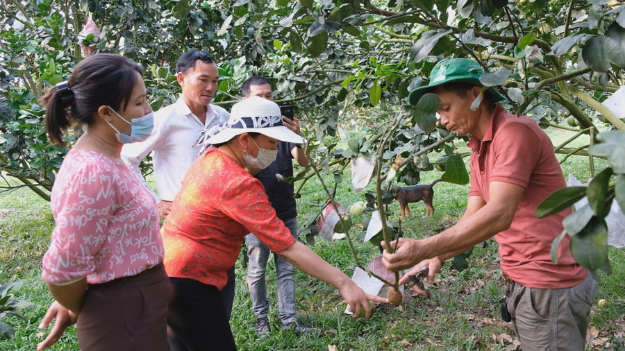 Khu vườn trồng bưởi da xanh của anh Hưng thường xuyên có các nông dân, đoàn tham quan đến đây tìm hiểu, học hỏi kỹ thuật. Khu vườn trồng bưởi da xanh của anh Hưng thường xuyên có các nông dân, đoàn tham quan đến đây tìm hiểu, học hỏi kỹ thuật.