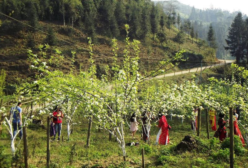 Hoa lê nở trắng thung lũng.
