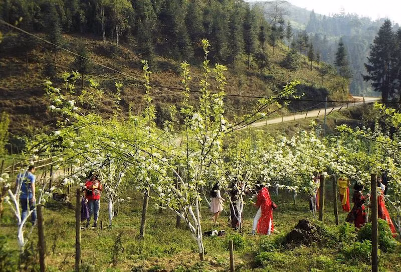 Hoa lê nở trắng thung lũng.