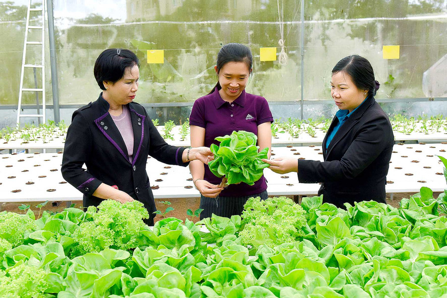 Mô hình trồng rau thủy canh áp dụng công nghệ cao của người dân TP. Pleiku mang lại hiệu quả kinh tế cao. Ảnh Đức Thụy