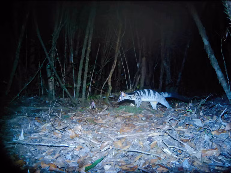 Cầy vằn, động vật quý hiếm trong danh sách nguy cấp được chụp bằng bẫy ảnh tại VQG Bidoup - Núi Bà