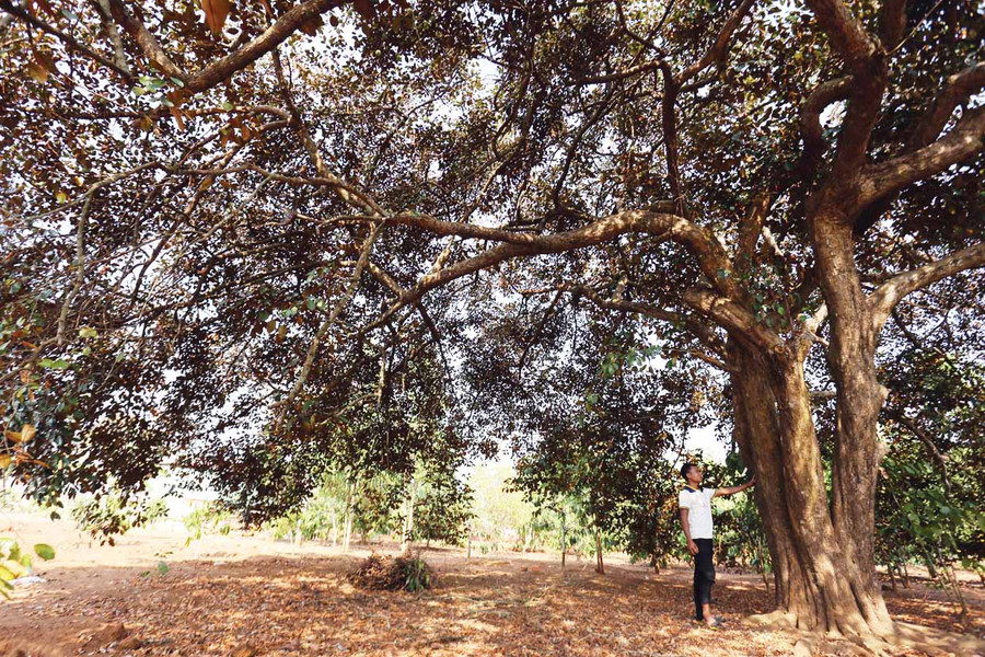 Một cây vú sữa cổ thụ ở làng Ia Nueng. Ảnh: Lê Văn Ngọc Một cây vú sữa cổ thụ ở làng Ia Nueng. Ảnh: Lê Văn Ngọc