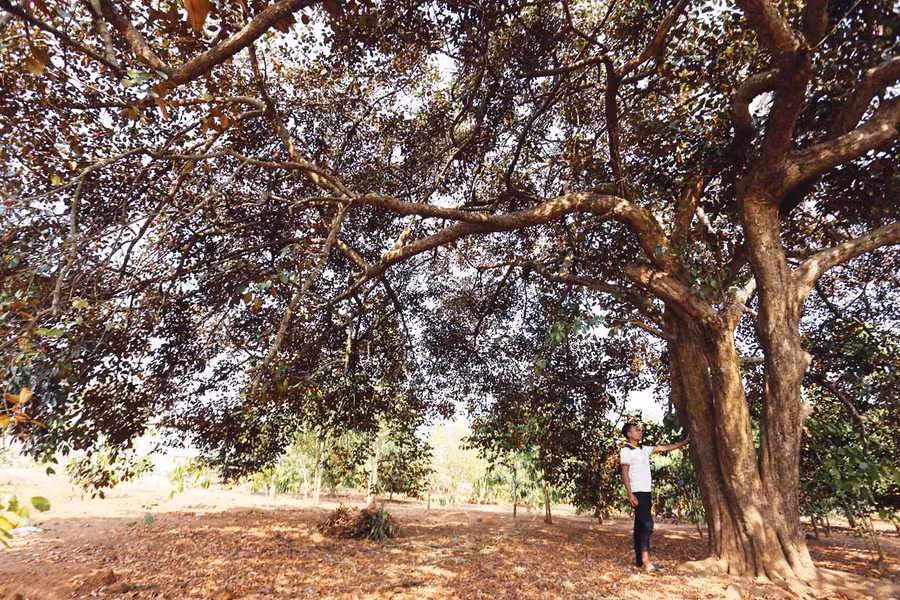 Một cây vú sữa cổ thụ ở làng Ia Nueng. Ảnh: Lê Văn Ngọc