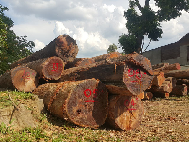 Gỗ lậu do các đơn vị thuộc Bộ Công an bắt giữ tại Đắk Lắk trong một chuyên án.