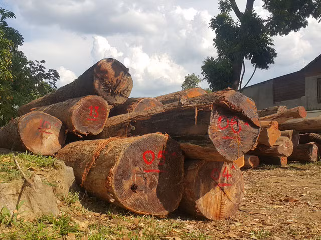 Gỗ lậu do các đơn vị thuộc Bộ Công an bắt giữ tại Đắk Lắk trong một chuyên án.