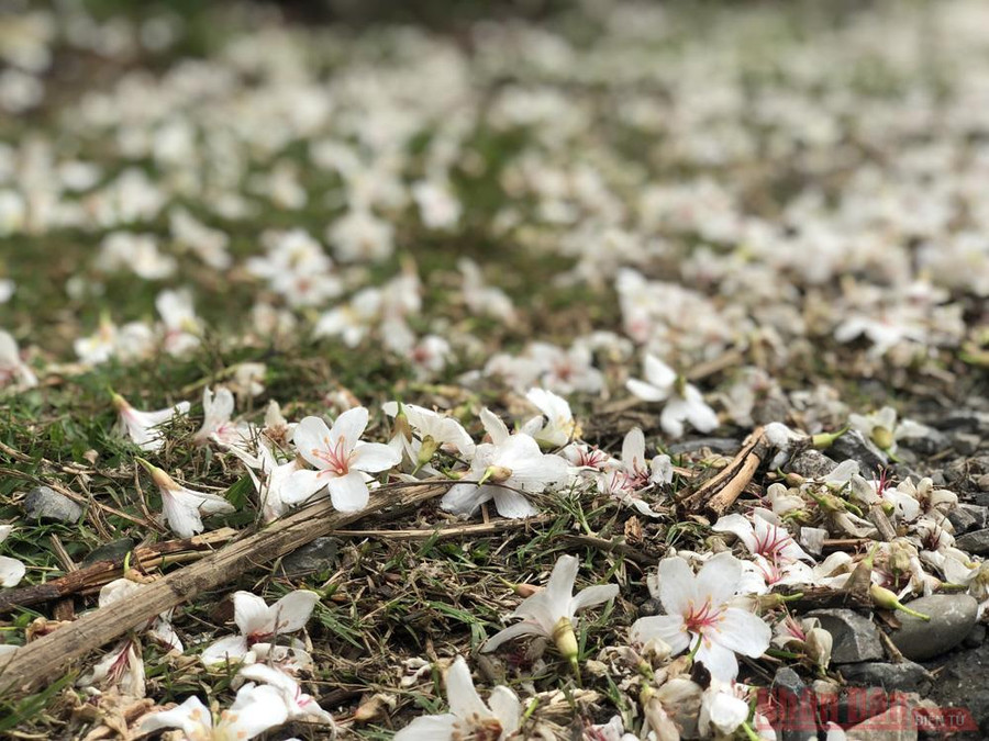 Đến Phong Thổ (Lai Châu), ngắm hoa trẩu Hoa trẩu trơn năm cánh ánh sắc hồng tím