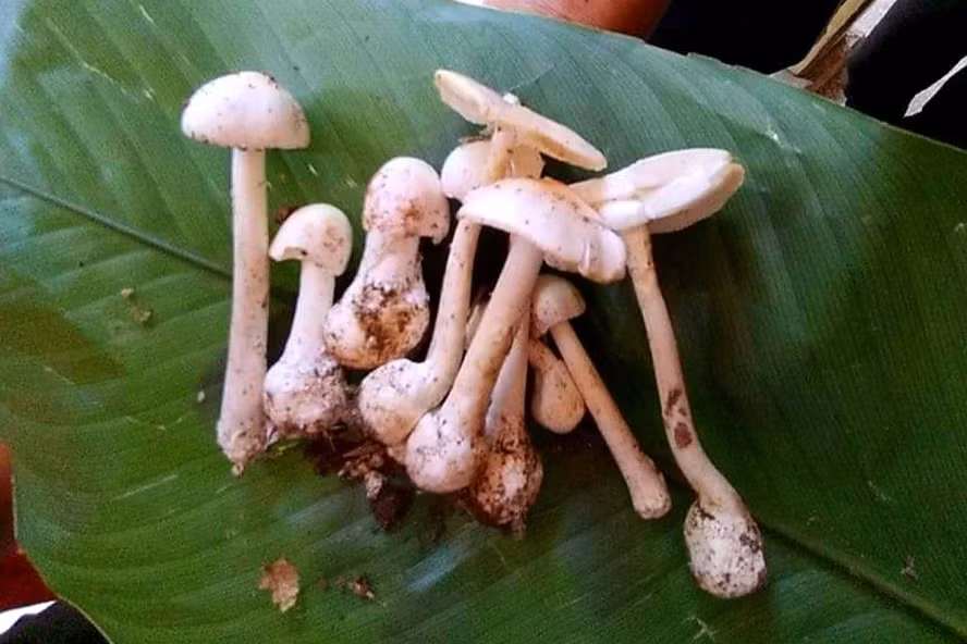 Hình ảnh cây nấm độc mà gia đình anh Tẩn Văn Líu ăn phải. Ảnh: Mai Thanh