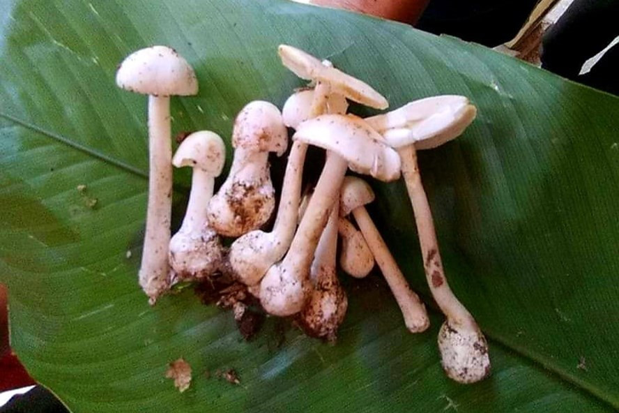 Hình ảnh cây nấm độc mà gia đình anh Tẩn Văn Líu ăn phải. Ảnh: Mai Thanh Hình ảnh cây nấm độc mà gia đình anh Tẩn Văn Líu ăn phải. Ảnh: Mai Thanh