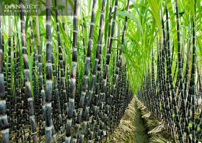 Vừa dẫn chúng tôi đi tham quan mô hình 