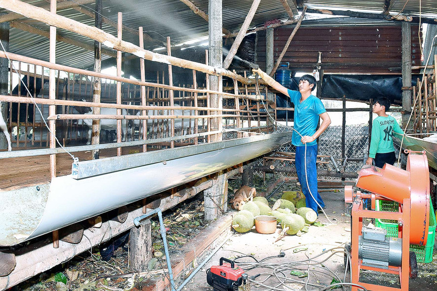 Anh Tám cho biết thêm: “Năm 2020 gia đình tôi suất chuồng 100 con dê, bình quân 1con được 30kg với giá thịt ổn định từ 130 đến 140 ngàn/kg, đã thu về cho gia đình gần 300 triệu đồng”.