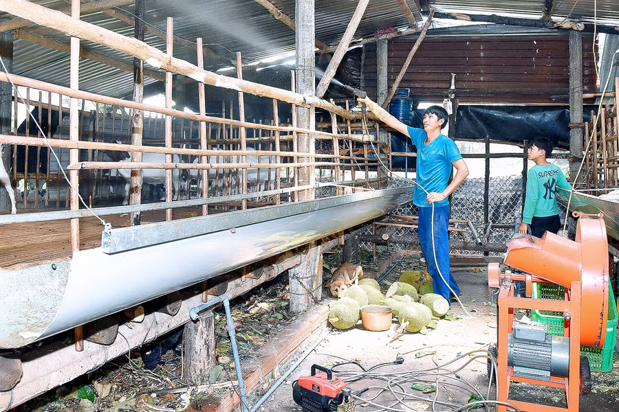 Anh Tám cho biết thêm: “Năm 2020 gia đình tôi suất chuồng 100 con dê, bình quân 1con được 30kg với giá thịt ổn định từ 130 đến 140 ngàn/kg, đã thu về cho gia đình gần 300 triệu đồng”.