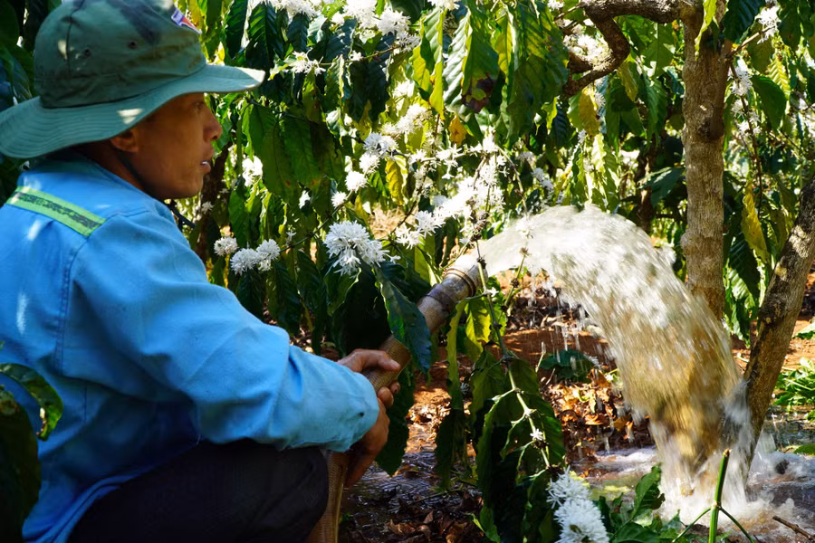 Nước bơm lên sẽ được tưới vào các gốc cây cà phê.