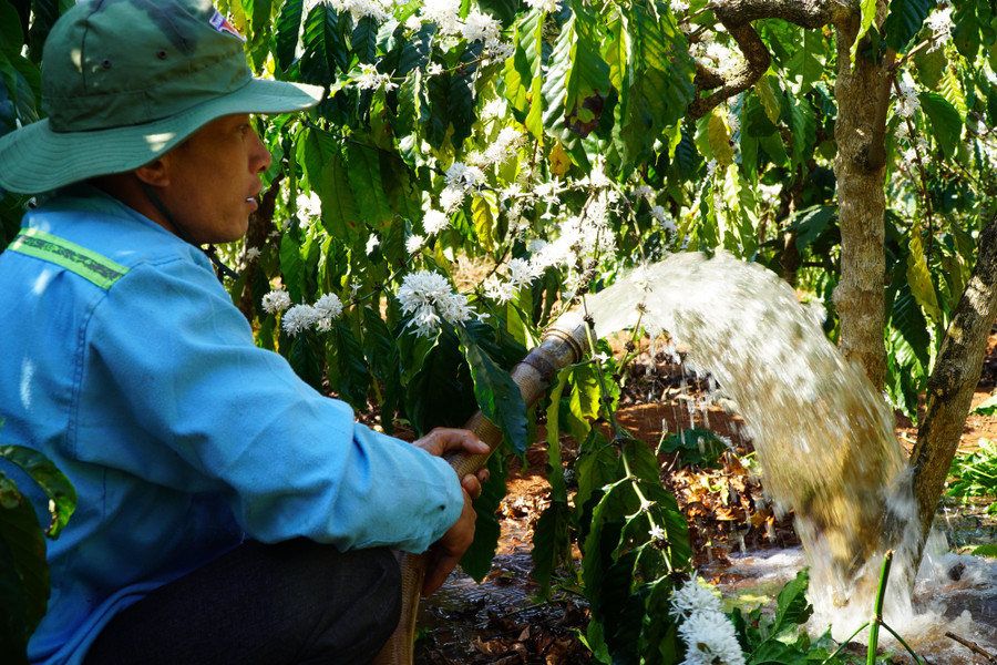 Nước bơm lên sẽ được tưới vào các gốc cây cà phê.