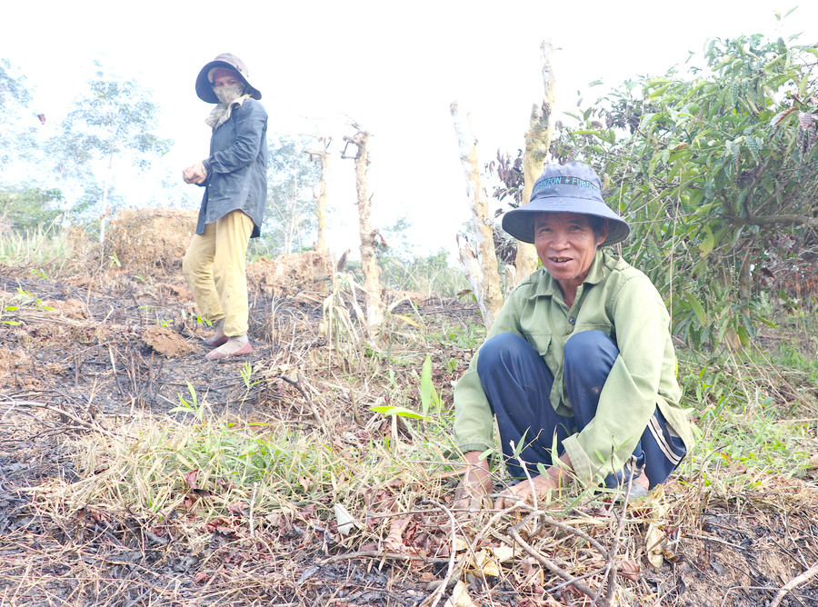 Người dân làng Srắt (xã Sơn Lang, huyện Kbang) trồng rừng sản xuất. Ảnh: Ngọc Minh