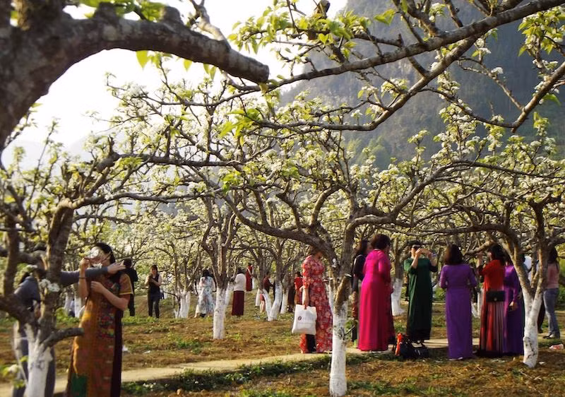  Hình ảnh du khách nữ chen chân trong vườn lê cổ thụ, nhiều năm tuổi.