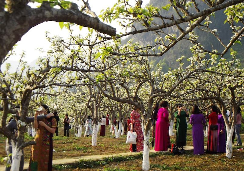  Hình ảnh du khách nữ chen chân trong vườn lê cổ thụ, nhiều năm tuổi.