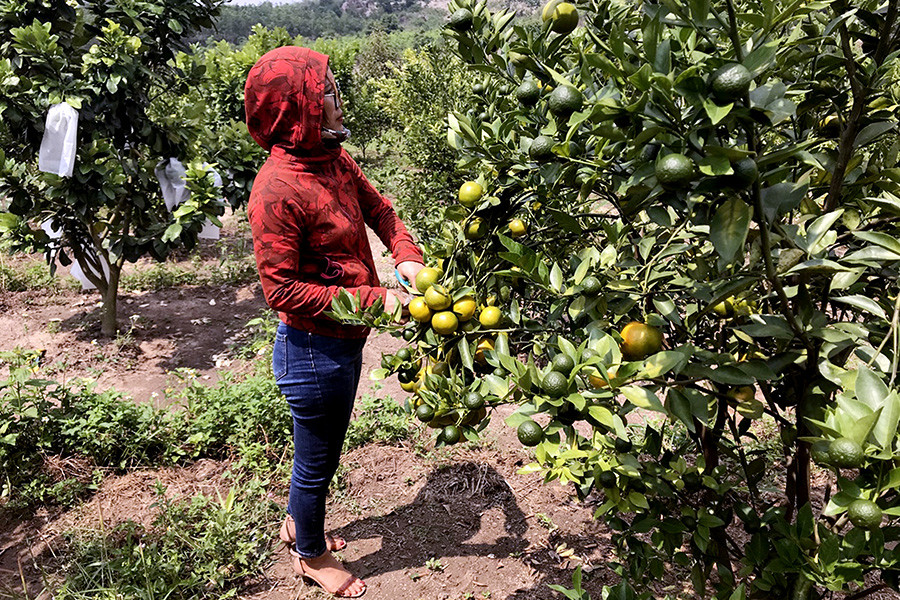 Người dân huyện Chư Păh chăm sóc vườn quýt. Ảnh: Phạm Ngọc