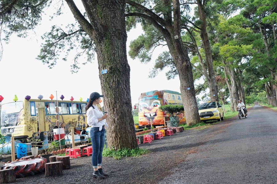 Hàng thông trăm tuổi ở Biển Hồ chè. Ảnh: Hoàng Ngọc