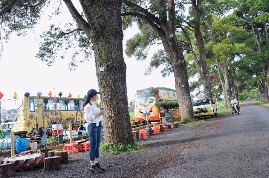 Hàng thông trăm tuổi ở Biển Hồ chè. Ảnh: Hoàng Ngọc