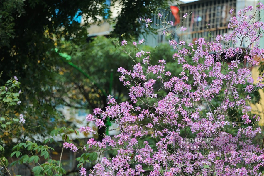 Ảnh: Phương Anh. Ảnh: Phương Anh.