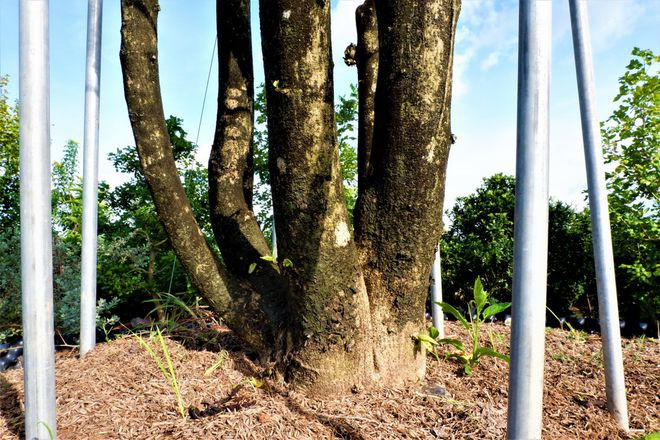 Chậu dâm bụt có chiều cao 4m, bề hoành 70cm, tán rộng lên đến 2m. Phần thân dâm bụt được tạo dáng để các thân đan vào nhau cố định bằng cách thanh kim loại, trên chóp được uốn bằng dây sắt bẻ thành hình tròn để các nhánh dâm bụt leo, đan xe vào nhau - Ảnh: Thanh Nhã