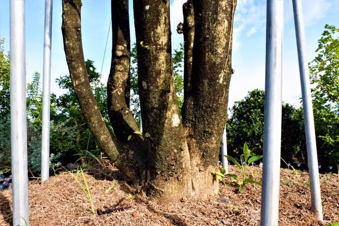 Chậu dâm bụt có chiều cao 4m, bề hoành 70cm, tán rộng lên đến 2m. Phần thân dâm bụt được tạo dáng để các thân đan vào nhau cố định bằng cách thanh kim loại, trên chóp được uốn bằng dây sắt bẻ thành hình tròn để các nhánh dâm bụt leo, đan xe vào nhau - Ảnh: Thanh Nhã