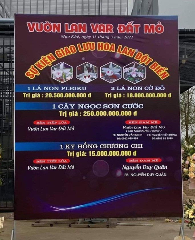 Hình ảnh cuộc giao dịch hoa phong lan đột biến trị giá 250 tỉ đồng tại Quảng Ninh