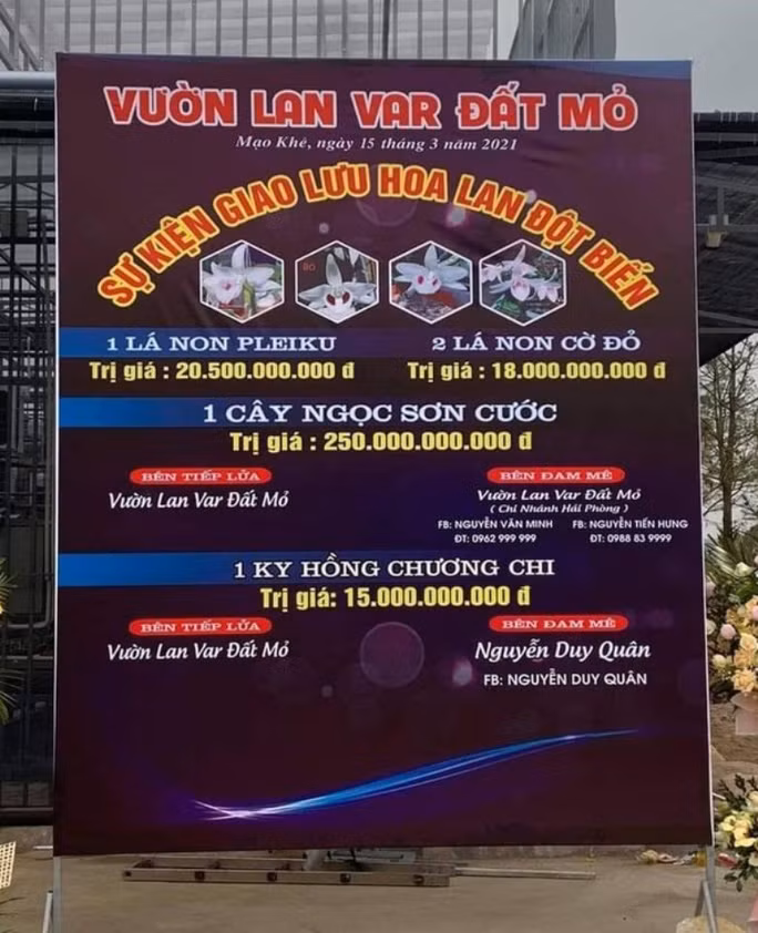Hình ảnh cuộc giao dịch hoa phong lan đột biến trị giá 250 tỉ đồng tại Quảng Ninh