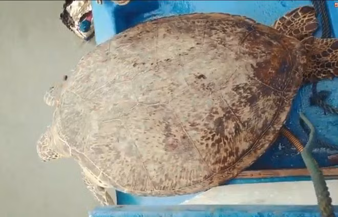 Cá thể rùa biển có tên trong 