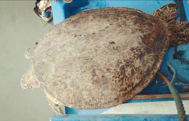 Cá thể rùa biển có tên trong 