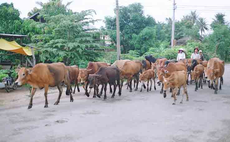 Tăng cường phòng chống bệnh trên đàn bò tại địa phương