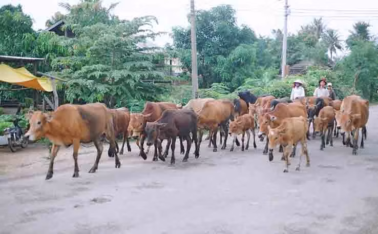 Tăng cường phòng chống bệnh trên đàn bò tại địa phương