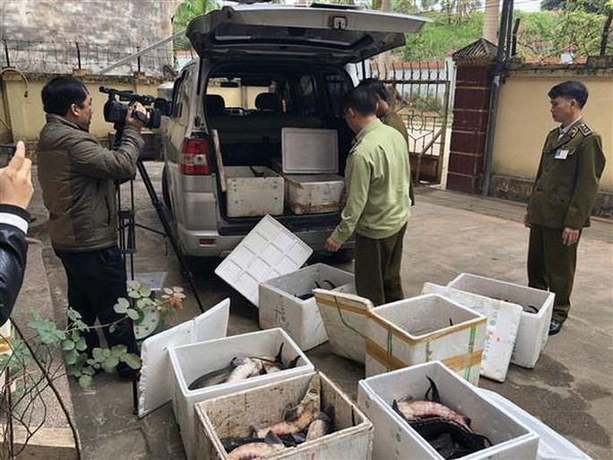 Lực lượng chức năng phát hiện vụ nhập lậu cá tầm
