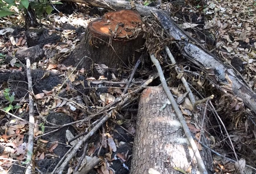 Cách cây gỗ có ký hiệu không xa tiếp tục có thêm những cây gỗ khác bị cưa hạ. Ảnh: Bảo Lâm
